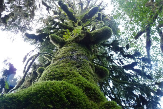 2016 Fuller Challenge, 2016 Fuller Challenge winner, 2016 Buckminster Fuller Challenge, 2016 Buckminster Fuller Challenge winner, Tides Canada, Greenpeace, Sierra Club British Columbia, Stand.earth, Rainforest Solutions Project, Great Bear Rainforest, spirit bear, spirit bears, rainforest, coastal rainforest, forest, logging, First Nations, indigenous people, indigenous rights, conservation