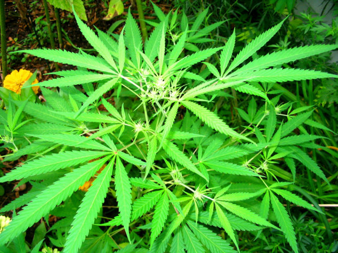 hemp, growing hemp, hemp farm, navajo tribe, navajo hemp production, canna native, cannabis, american hemp, new mexico hemp farm, native american hemp farm