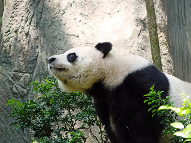 jia jia, panda, hong kong, ocean park, panda captivity, panda zoo, zoo animals, oldest panda