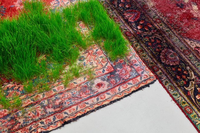 martin roth, persian rug, growing grass indoors, growing grass on a rug, nature art, korean cultural center UK, korean cultural center london, temporary lawn, temporary indoor lawn
