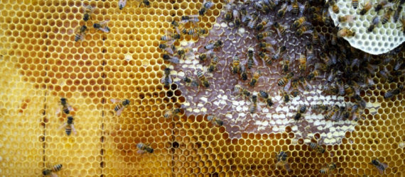 bees, bee die-offs, synthetic apiary, honeybee colonies, neri oxman, mediated matter, mit media lab, indoor apiary