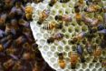 bees, bee die-offs, synthetic apiary, honeybee colonies, neri oxman, mediated matter, mit media lab, indoor apiary