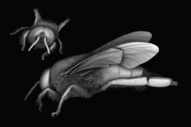 bees, bee die-offs, synthetic apiary, honeybee colonies, neri oxman, mediated matter, mit media lab, indoor apiary