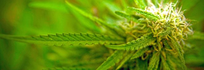 hemp, growing hemp, hemp farm, navajo tribe, navajo hemp production, canna native, cannabis, american hemp, new mexico hemp farm, native american hemp farm