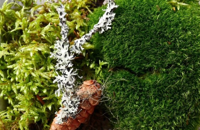 moss wall, living wall, moss art, indoor greenery, green design, green decor, moss decor, indoor moss, plant solutions, Joe Zazzera, Biomimicry, Biophilia
