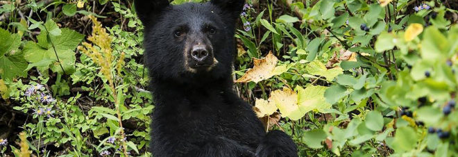 Pedals, Pedals the Bear, Pedals the Walking Bear, Pedals the Bipedal Bear, Pedals the Upright Bear, walking bear, bipedal bear, upright bear, New Jersey, New Jersey bear, bear, bears, animal, animals, hunting, hunt, hunter, hunters