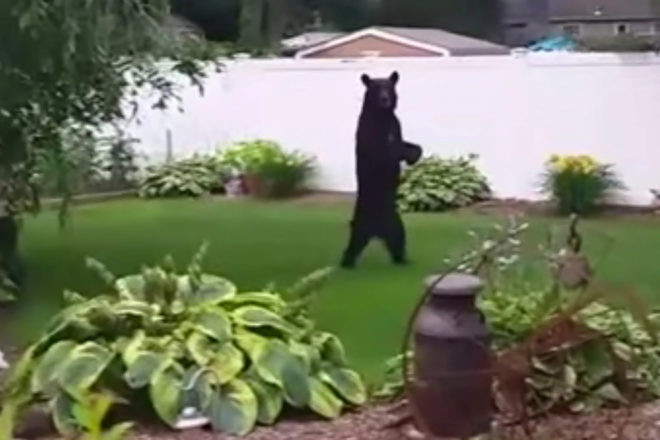 Pedals, Pedals the Bear, Pedals the Walking Bear, Pedals the Bipedal Bear, Pedals the Upright Bear, walking bear, bipedal bear, upright bear, New Jersey, New Jersey bear, bear, bears, animal, animals, hunting, hunt, hunter, hunters