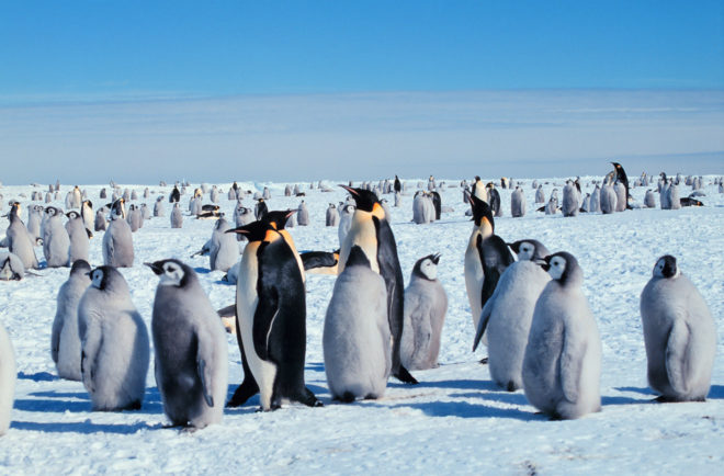 antarctica marine mark, ross sea marine park, largest marine park, southern ocean, antarctica research, european union, marine protections, antarctica protections, protected marine area