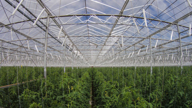 Sundrop, Sundrop Farms, farm, renewable energy, solar power, sun, sunshine, sunlight, seawater, desalination, Australia, Australian desert, desert, desert farm, tomato, tomatoes, greenhouse