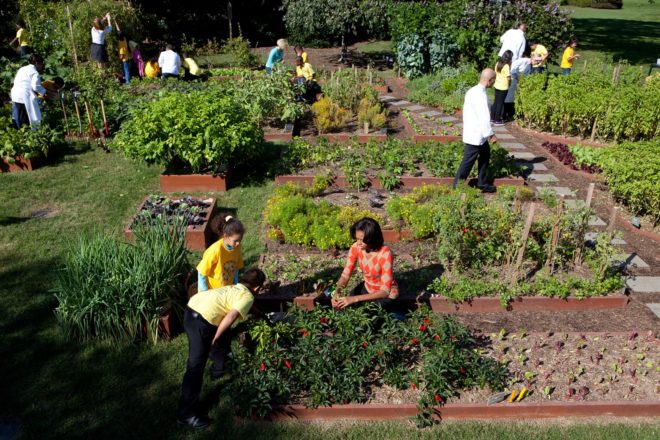White House garden, Michelle Obama garden, White House Garden First Lady