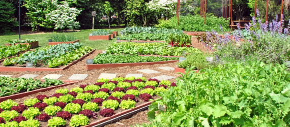 White House, White House Garden, White House Garden Michelle Obama, First Lady Michelle Obama, organic gardening, 2016 election, Let's Move, healthy eating, learning garden, children's garden, Food Movement, urban agriculture, food politics, organic food