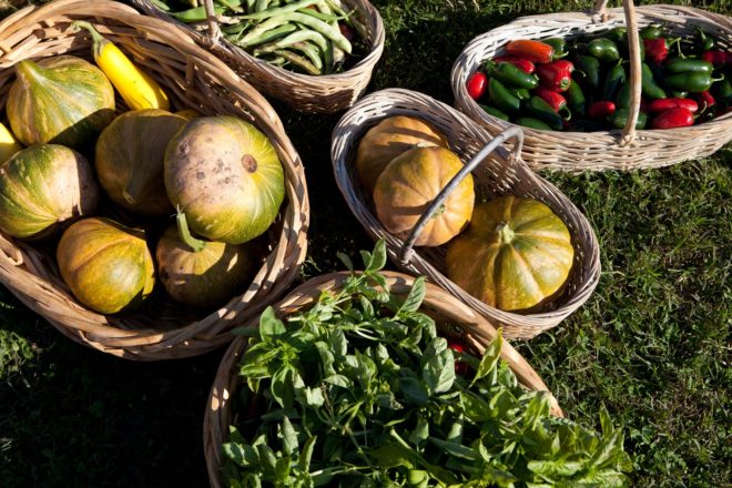 White House Garden, White House harvest, White House vegetables