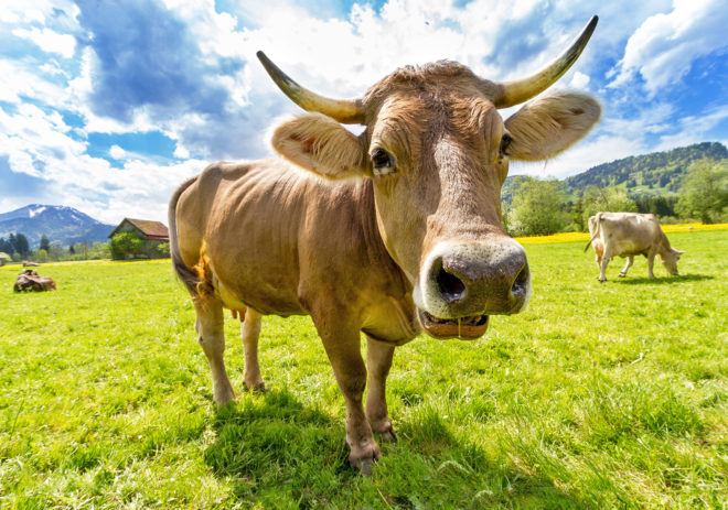 methane, livestock, cows, cattle, greenhouse gas emissions, emissions from agriculture, agriculture industry, global agriculture emissions, global methane emissions, seaweed, red seaweed, seaweed in cattle feed, Australia, Rocky De Nys, James Cook University