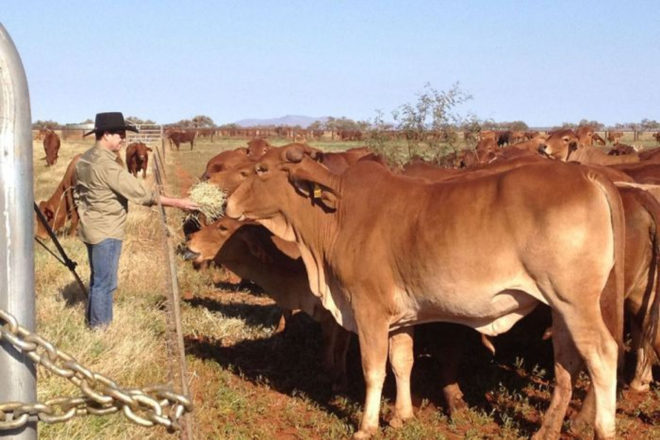 methane, livestock, cows, cattle, greenhouse gas emissions, emissions from agriculture, agriculture industry, global agriculture emissions, global methane emissions, seaweed, red seaweed, seaweed in cattle feed, Australia, Rocky De Nys, James Cook University