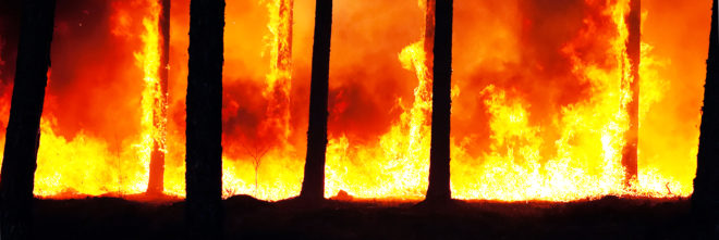 forest fires, western us, climate change, natural disasters, columbia university, research study, global warming, global temperatures, nature, forests, trees