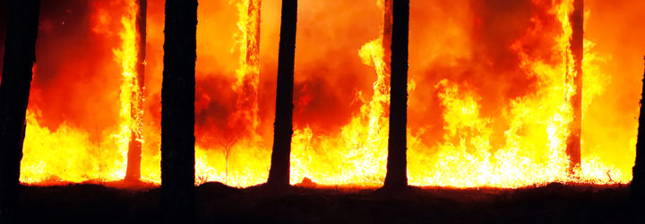 forest fires, western us, climate change, natural disasters, columbia university, research study, global warming, global temperatures, nature, forests, trees