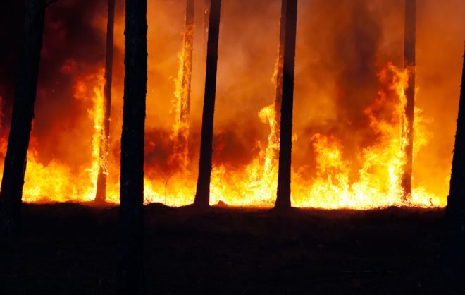 forest fires, western us, climate change, natural disasters, columbia university, research study, global warming, global temperatures, nature, forests, trees
