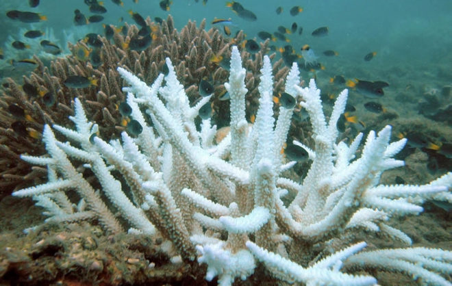 great barrier reef, coral, coral bleaching, global warming, marine science, ocean temperatures, ocean conservation