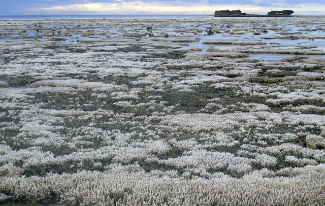 great barrier reef, coral, coral bleaching, global warming, marine science, ocean temperatures, ocean conservation