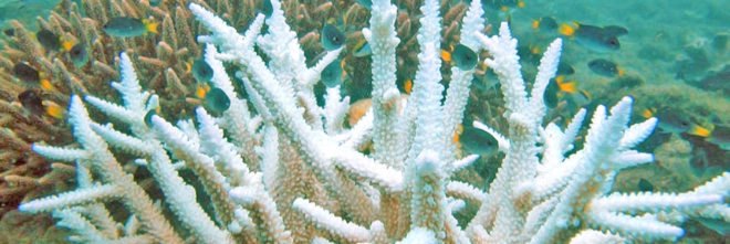great barrier reef, coral, coral bleaching, global warming, marine science, ocean temperatures, ocean conservation