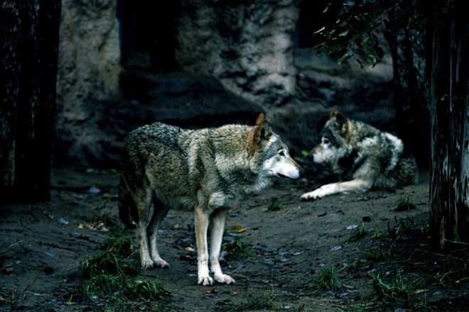 romania, european union, endangered species, trophy hunting, predators, large carnivores, hunting, hunting quotas, poaching, wolves, brown bears, lynx