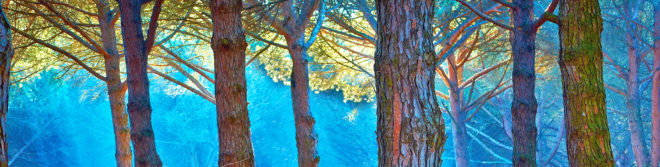 trees, forests, forestry, conservation, plants, tree communication, tree roots, forest network, Suzanne Simard, Peter Wohlleben