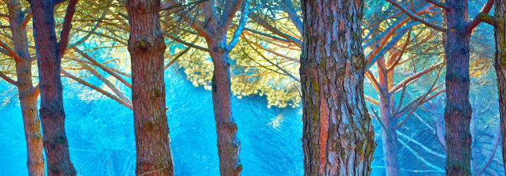 trees, forests, forestry, conservation, plants, tree communication, tree roots, forest network, Suzanne Simard, Peter Wohlleben
