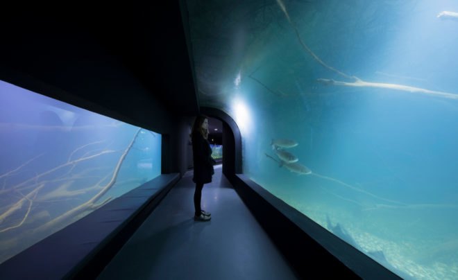 karlovac, karlovac aquarium, 3lhd, freshwater aquarium, karlovac star, croatia aquarium, croatian river, korana river, croatia ecosystem