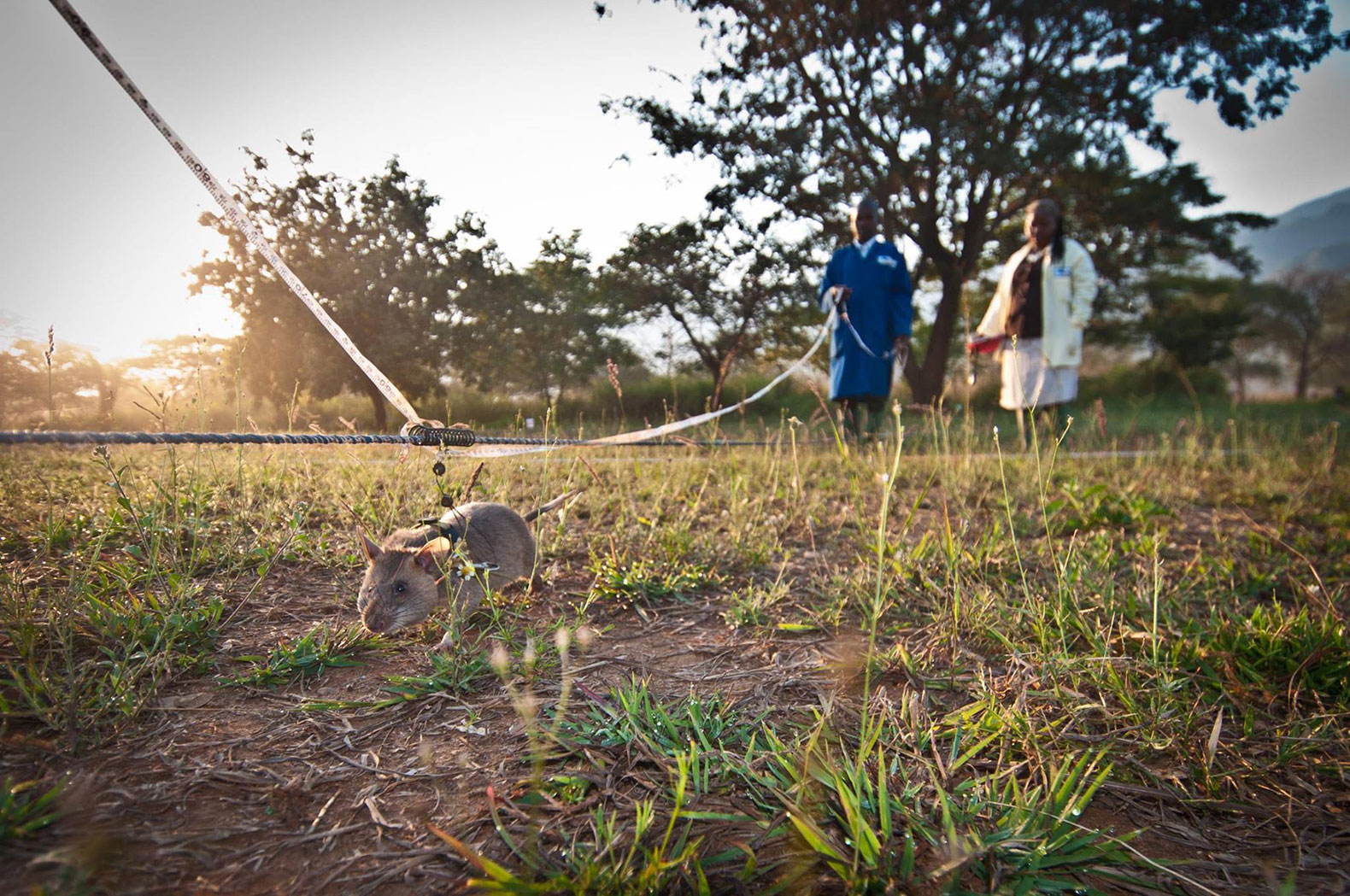 Rats, rat, giant rat, giant rats, African rat, African rats, African Giant Pouched Rat, African Giant Pouched Rats, wildlife, wildlife crime, wildlife trafficking, APOPO, Endangered Wildlife Trust, US Fish and Wildlife Services, animal, animals, HeroRAT, HeroRATS
