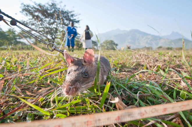 Rats, rat, giant rat, giant rats, African rat, African rats, African Giant Pouched Rat, African Giant Pouched Rats, wildlife, wildlife crime, wildlife trafficking, APOPO, Endangered Wildlife Trust, US Fish and Wildlife Services, animal, animals, HeroRAT, HeroRATS