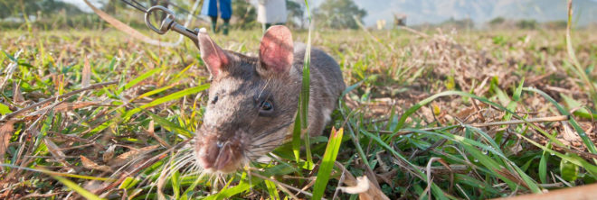 Rats, rat, giant rat, giant rats, African rat, African rats, African Giant Pouched Rat, African Giant Pouched Rats, wildlife, wildlife crime, wildlife trafficking, APOPO, Endangered Wildlife Trust, US Fish and Wildlife Services, animal, animals, HeroRAT, HeroRATS