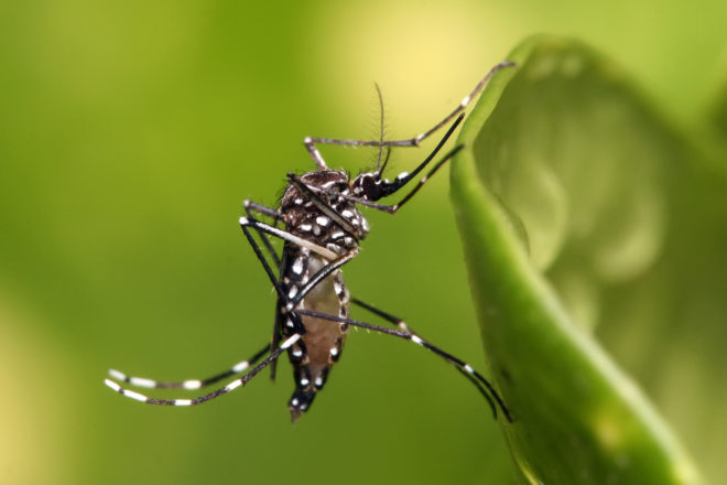 world health organization, who, zika virus, zika, aedes aegypti, mosquito-borne illness, pregnancy, birth defects, microcephaly, brazil, colombia, central america, florida