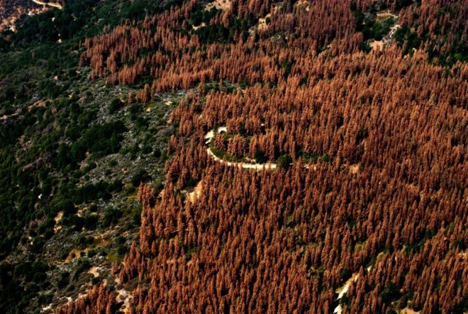 California, drought, California drought, U.S. Forest Service, USFS, Forest Service, forest, forests, tree, trees, tree mortality, trees dead, trees dying, drought