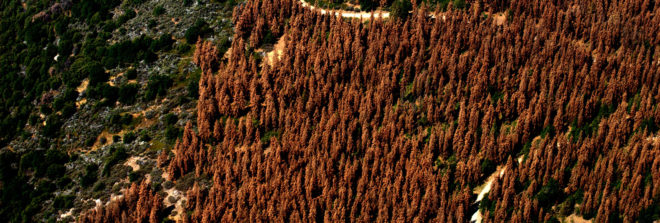 California, drought, California drought, U.S. Forest Service, USFS, Forest Service, forest, forests, tree, trees, tree mortality, trees dead, trees dying, drought