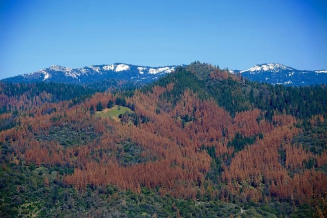California, drought, California drought, U.S. Forest Service, USFS, Forest Service, forest, forests, tree, trees, tree mortality, trees dead, trees dying, drought