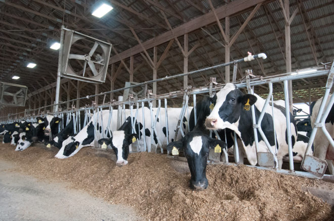 The Netherlands, cow, cows, dairy, dairy farm, dairy industry, biogas, cow poop, manure, cow manure, poop into power, cows methane, methane, methane emissions