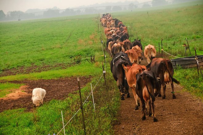 The Netherlands, cow, cows, dairy, dairy farm, dairy industry, biogas, cow poop, manure, cow manure, poop into power, cows methane, methane, methane emissions