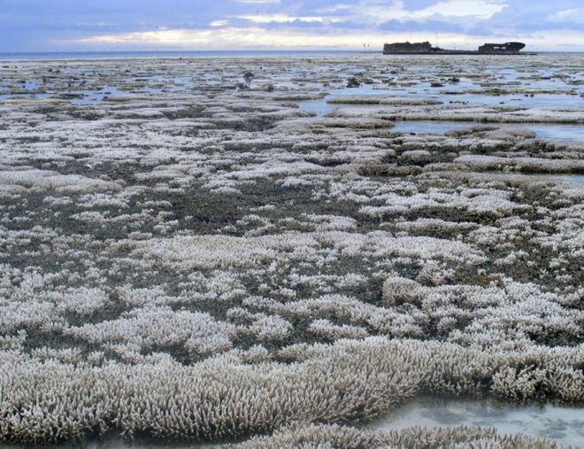 Great Barrier Reef, coral bleaching, bleaching, coral die-off, reef dying, marine ecosystems, marine animals, australia, ARC Center of Excellence for Coral Reef Studies, james cook university, queensland