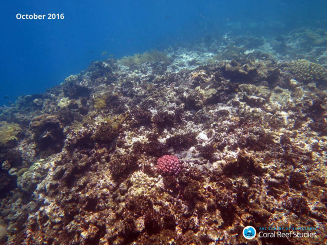 Great Barrier Reef, coral bleaching, bleaching, coral die-off, reef dying, marine ecosystems, marine animals, australia, ARC Center of Excellence for Coral Reef Studies, james cook university, queensland