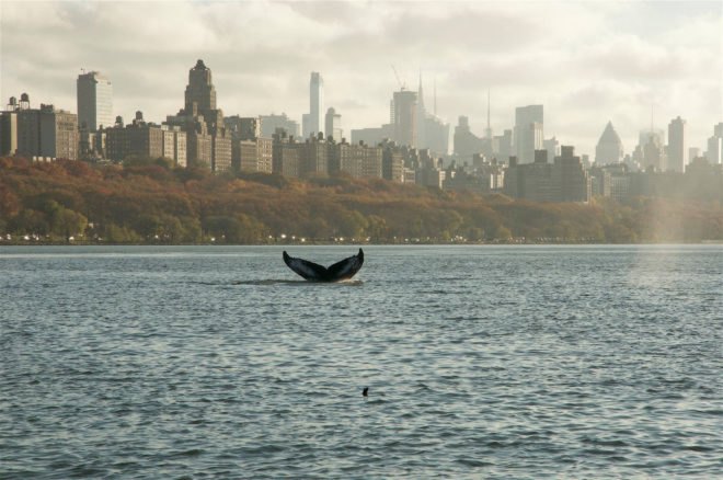 manhattan, hudson river, wildlife, nyc wildlife, nyc marine animals, whale, humpback whale, migrating whales, whale feeding season, whale sightings