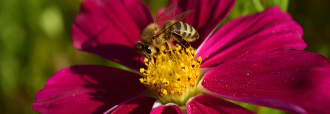 light therapy, light therapy bees, bee population, bee pesticides, light therapy pesticides, neonicotinoids, university college london, glen jeffrey, pesticide treatment, bee survival