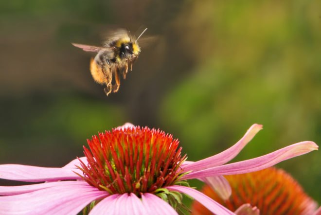 light therapy, light therapy bees, bee population, bee pesticides, light therapy pesticides, neonicotinoids, university college london, glen jeffrey, pesticide treatment, bee survival