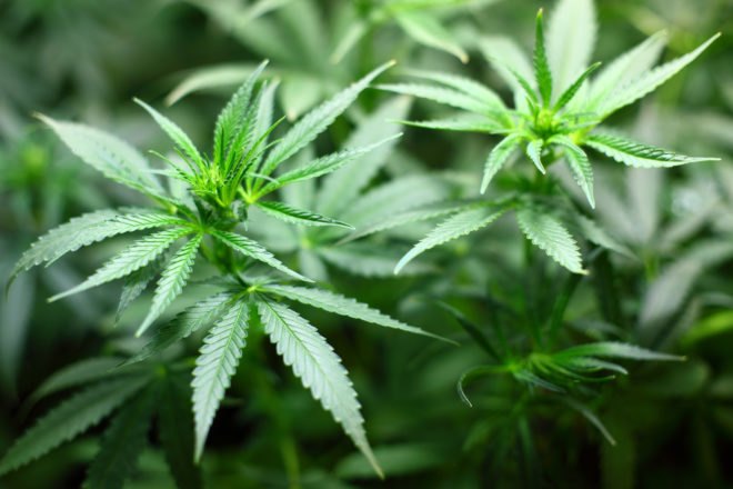 California, Proposition 64, Prop 64, marijuana, medical marijuana, recreational marijuana, legalization, legalize marijuana, legalize drugs, California marijuana, California election, Election 2016, election