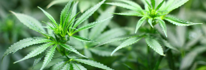 California, Proposition 64, Prop 64, marijuana, medical marijuana, recreational marijuana, legalization, legalize marijuana, legalize drugs, California marijuana, California election, Election 2016, election