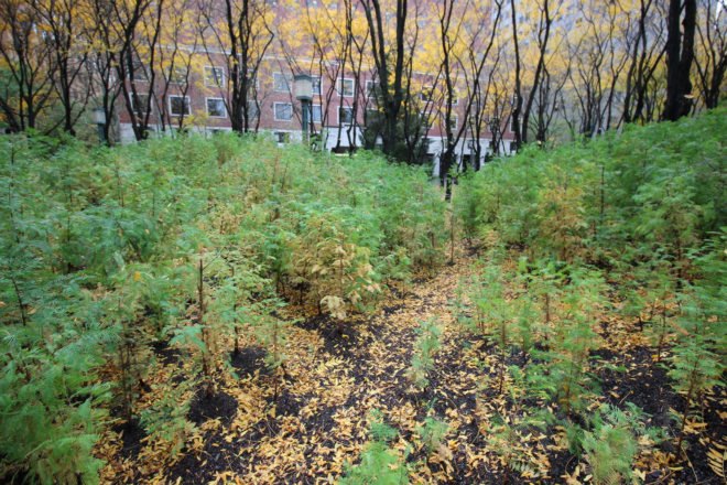 dawn redwoods, living tree art installation, lost man creek, metrotech commons, miniature redwood forest in brooklyn, spencer finch, nyc art, miniature forest, brooklyn forest, brooklyn art