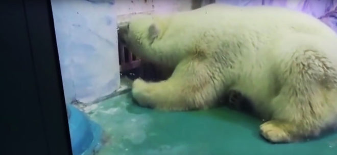 Pizza, Pizza the Polar Bear, polar bear, world's saddest polar bear, bear, captivity, animal, animals, animal rights, animal cruelty, Grandview Mall Aquarium, China