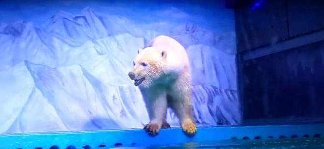 Pizza, Pizza the Polar Bear, polar bear, world's saddest polar bear, bear, captivity, animal, animals, animal rights, animal cruelty, Grandview Mall Aquarium, China
