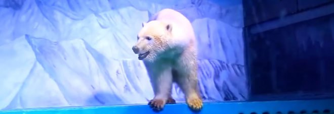 Pizza, Pizza the Polar Bear, polar bear, world's saddest polar bear, bear, captivity, animal, animals, animal rights, animal cruelty, Grandview Mall Aquarium, China