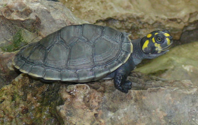 peru, National Service of Protected Natural Areas by the State, SERNANP, yellow-spotted Amazon River turtle, baby turtles, peru releases baby turtles, wildlife conservation, threatened species, endangered species, cites, wildlife protection