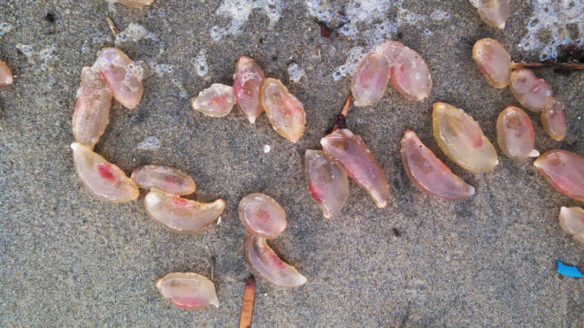 Southern California, California, Huntington Beach, marine, marine creature, marine creatures, sea, sea creatures, sea creature, ocean, ocean creature, ocean creatures, jelly, jellies, jellyfish, sea cucumber, sea cucumbers, invertebrate, invertebrates